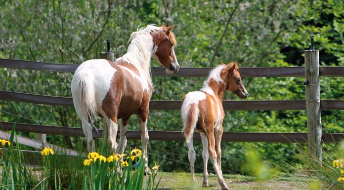 shetland pony mare foal