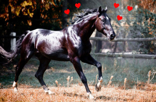 shiny thoroughbred hearts