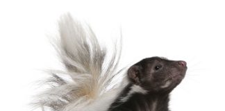 Skunk on a white background