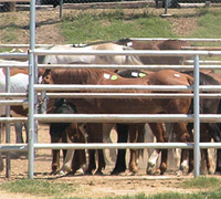 slaughter pen