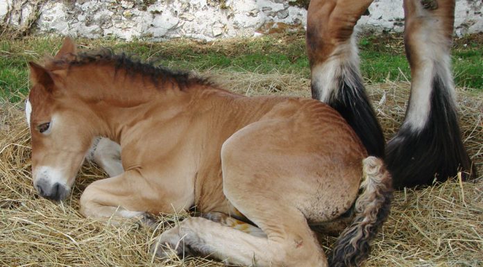 sleeping foal