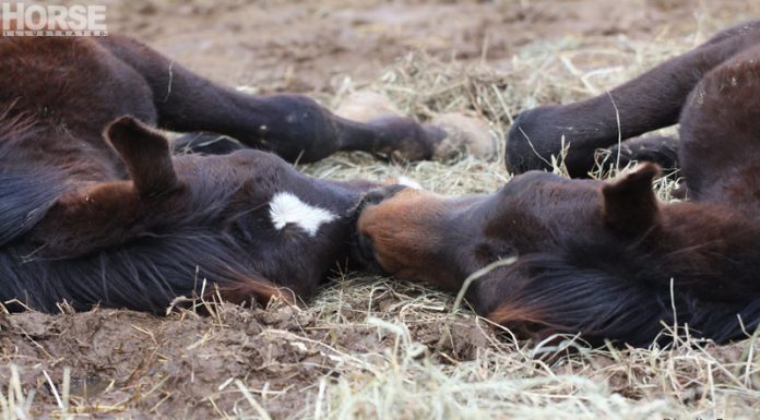 sleeping foal