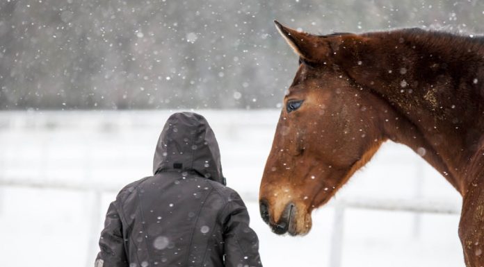 snow horse and human