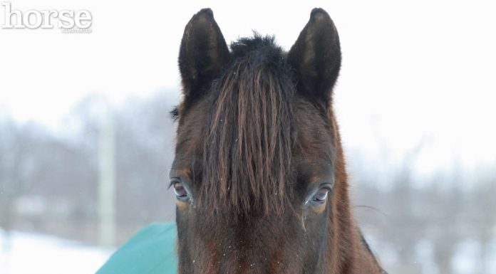 snowy muzzle horse