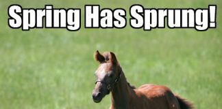 spring foal