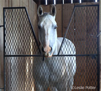 stall door