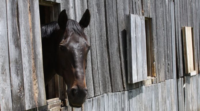 stall rest