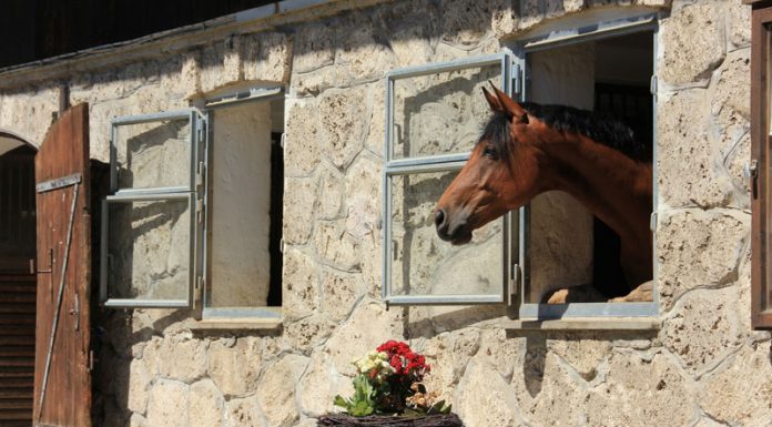 horse stall window