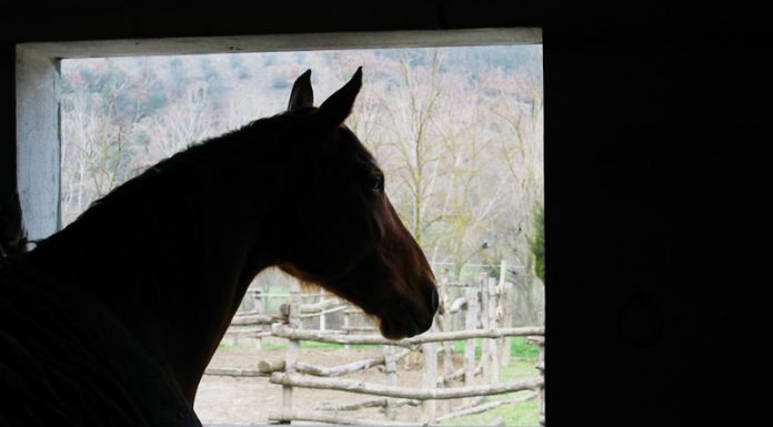 Horse looking out a stall window