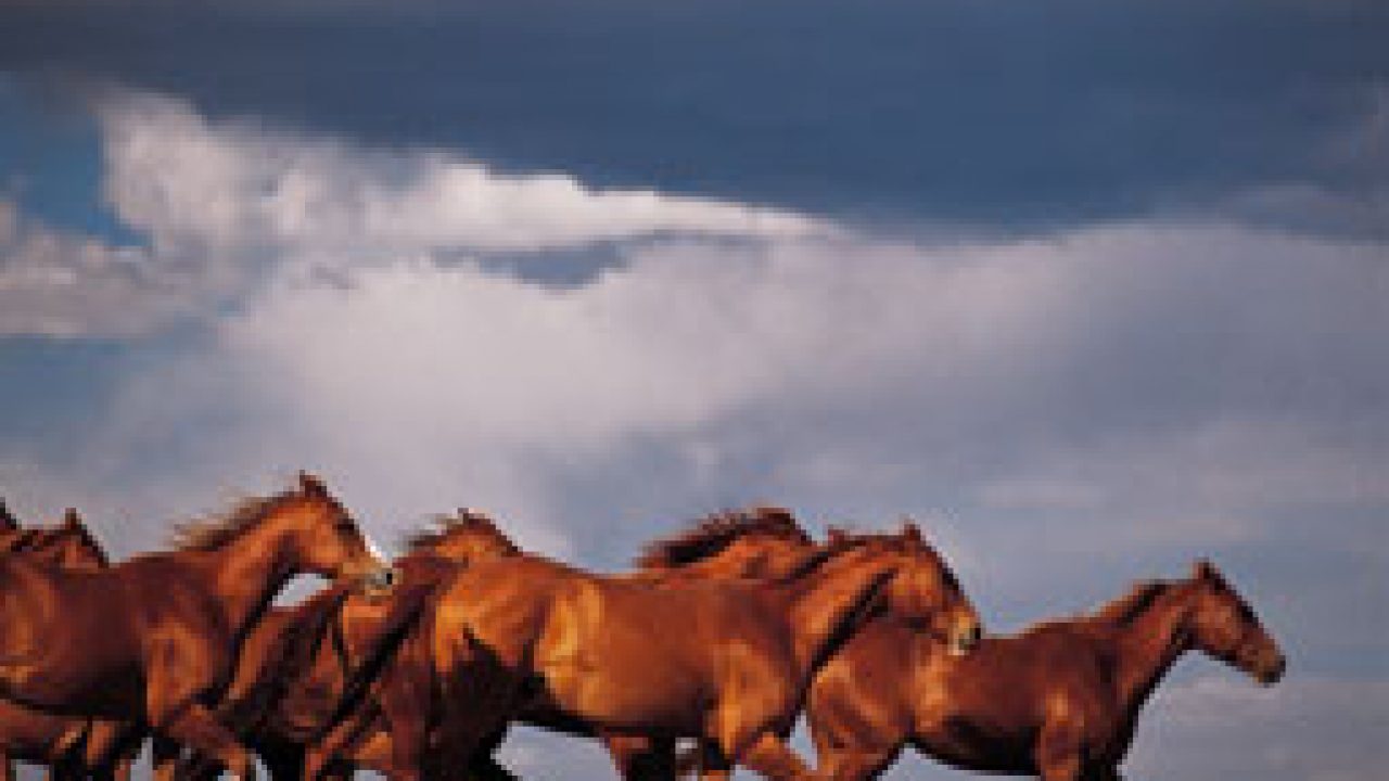 Tornado Preparedness For Horse Owners Horse Illustrated Magazine