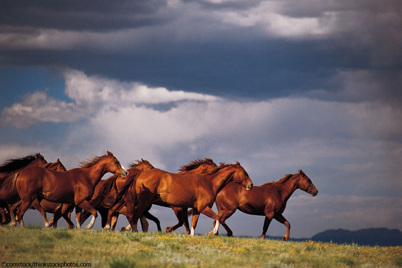 7 Ways To Stay Safe With Your Horse In A Thunderstorm Horse Illustrated Magazine
