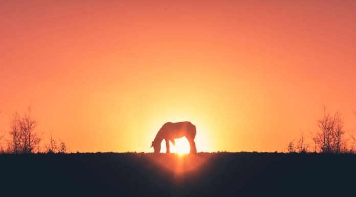 sunset horse