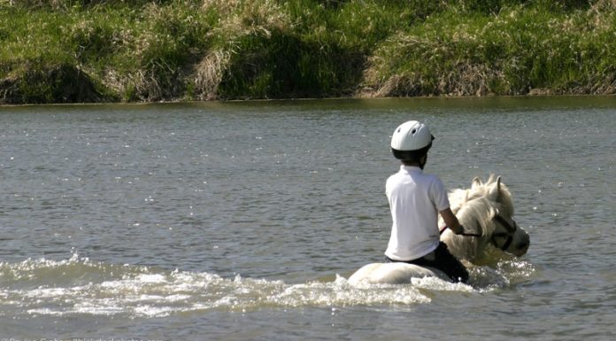 swim pony