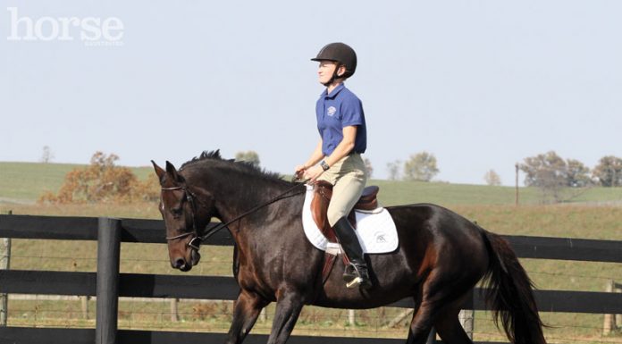 Teaching a Standardbred to canter