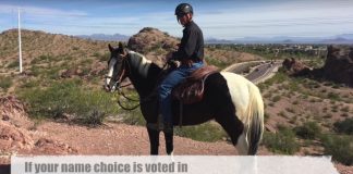 tempe police horse