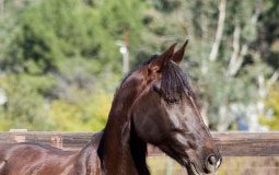 Tennessee Walking Horse