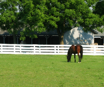 thoroughbred grazing