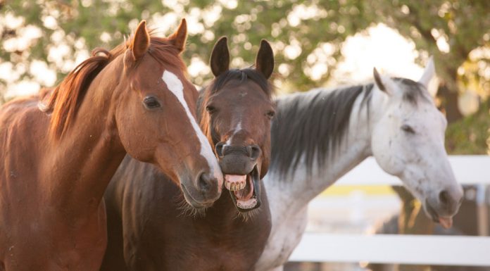 three horses making faces