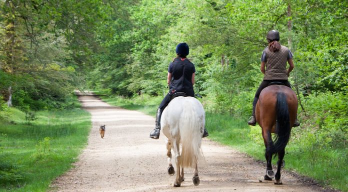 trail ride