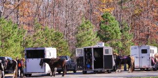 Horse trailers parked at a trailhead