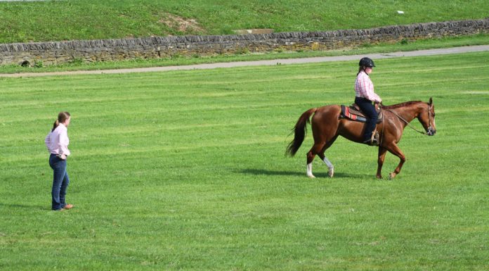 trainer western show