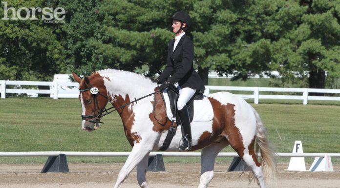 dressage pinto