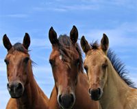 trio of horses