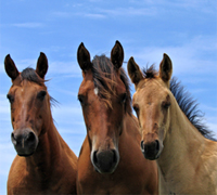 trio of horses