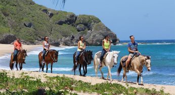 Riding Paso Finos in Puerto Rico