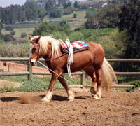 horse vaulting