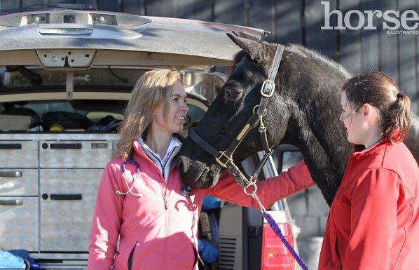 vet and senior horse