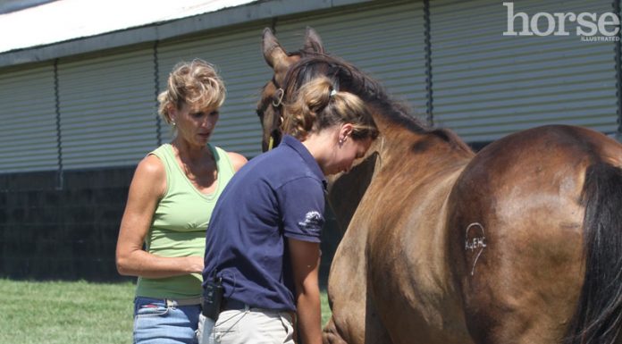 Equine veterinarian performing a flexion test at the Kentucky Equine Humane Center