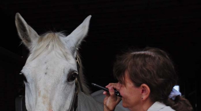 vet examination