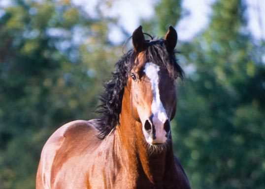 welsh stallion orion