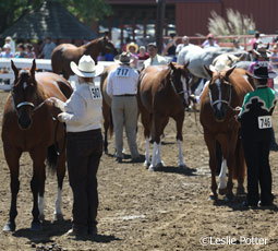 western horse show