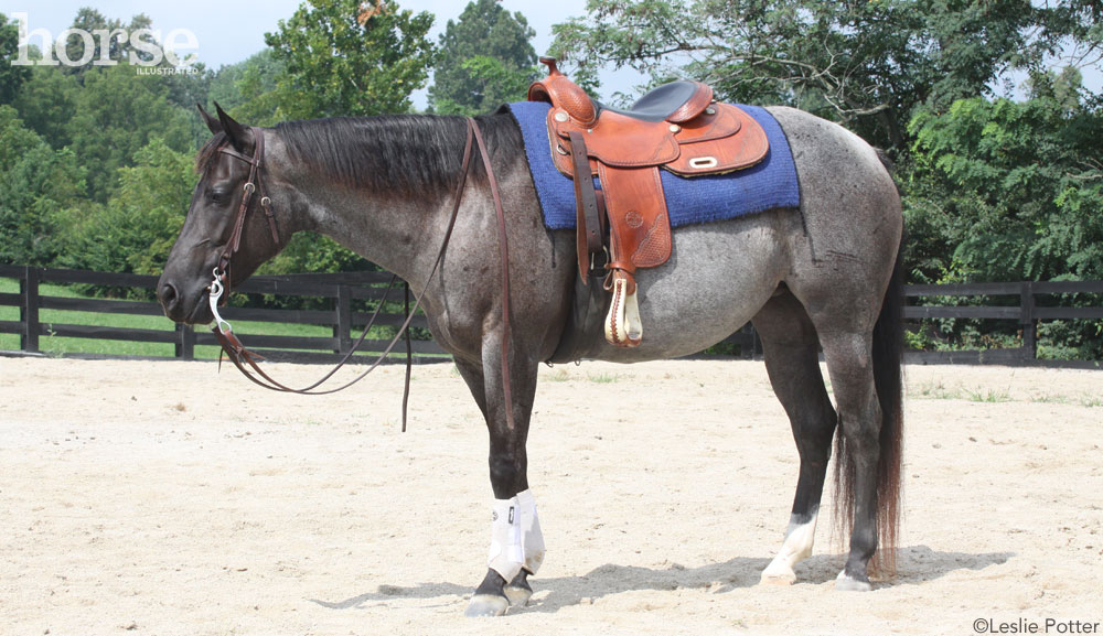 saddle on horse