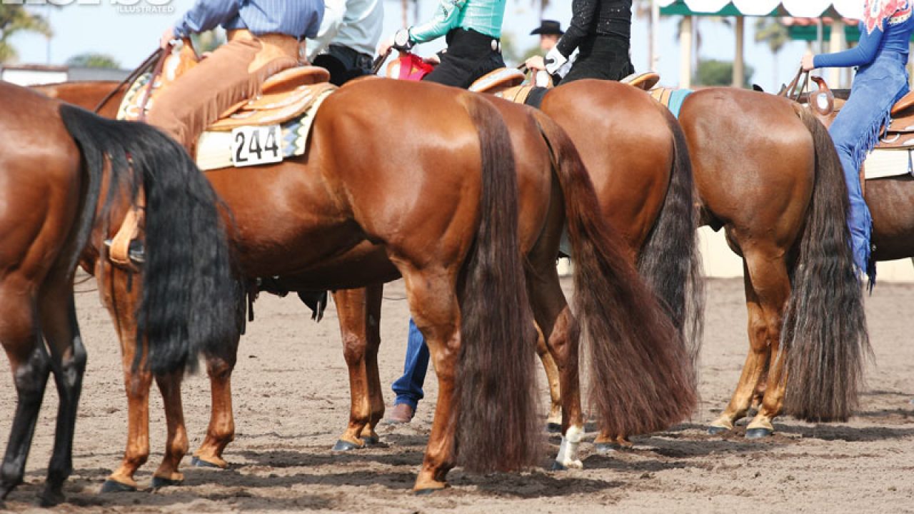 Horse Brush in All Western