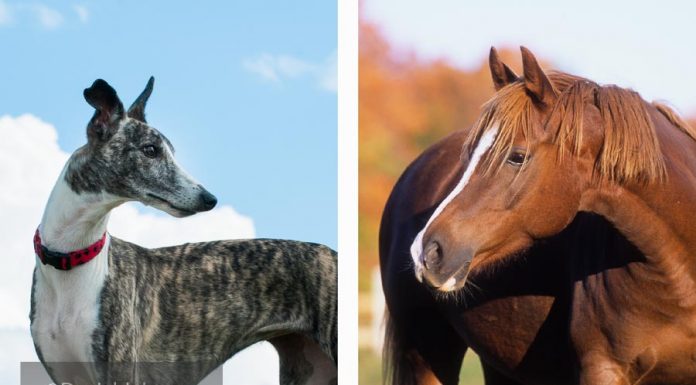 whippet and thoroughbred