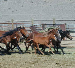 wild mustangs