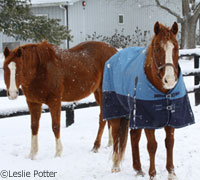 winter blanket chestnut horse