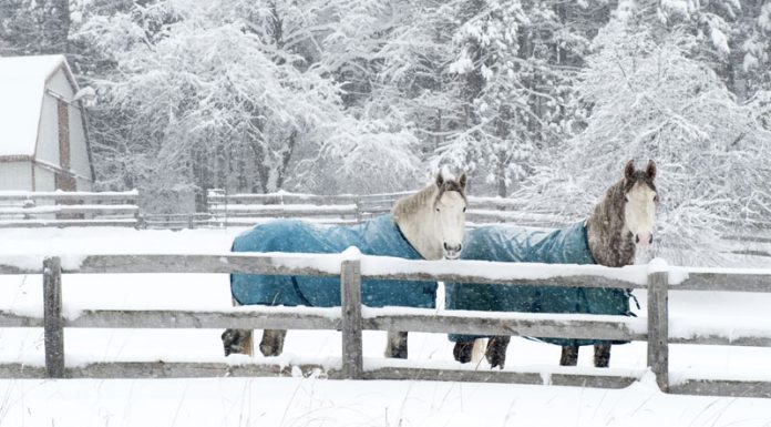 horses wearing winter blankets