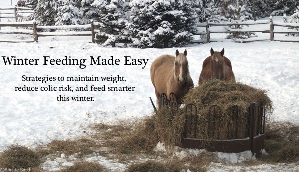 horse feeding in winter