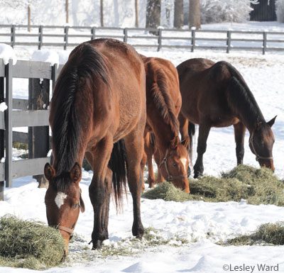 winter forage