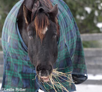 winter horse hay