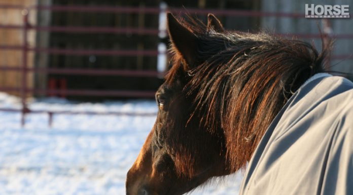 winter paddock