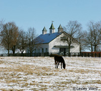 winter pasture