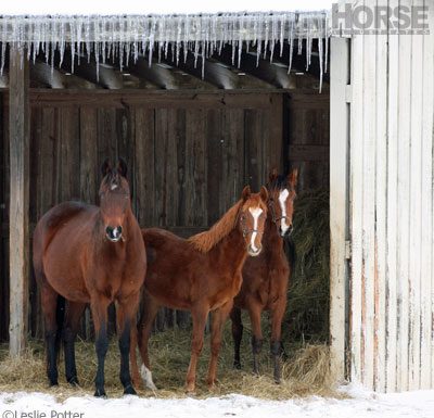 winter horse shelter