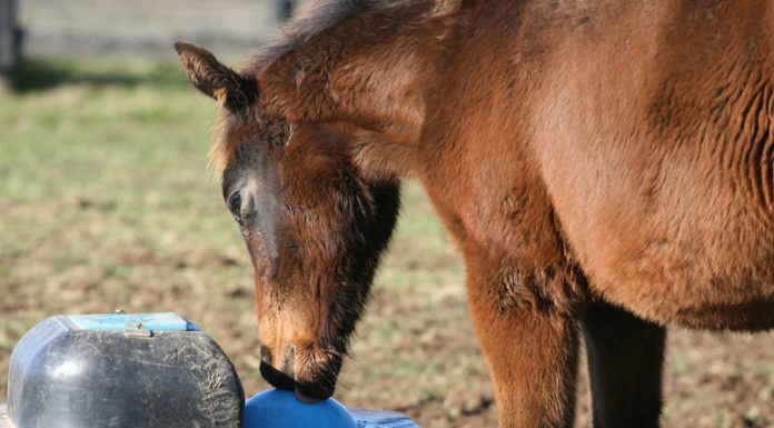 horse water drinking in winder