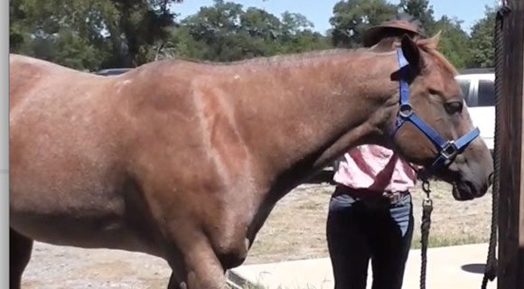 tying a horse