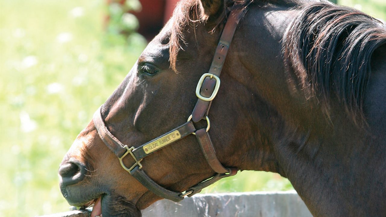 Cribbing And Windsucking Horse Illustrated